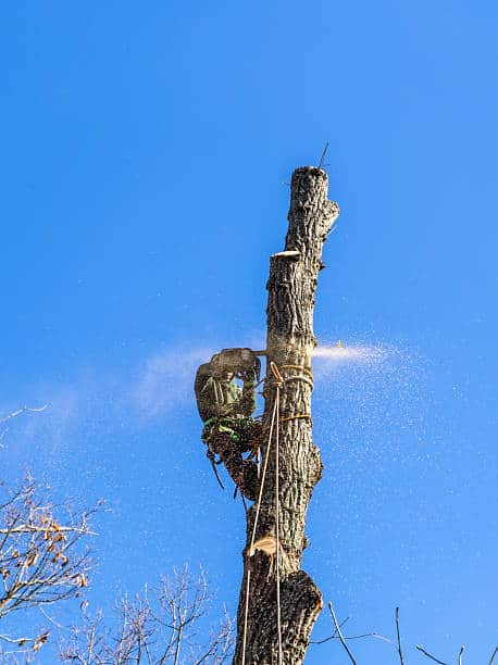 The Howle family — founders and owners of Southeastern Tree & Landscaping
