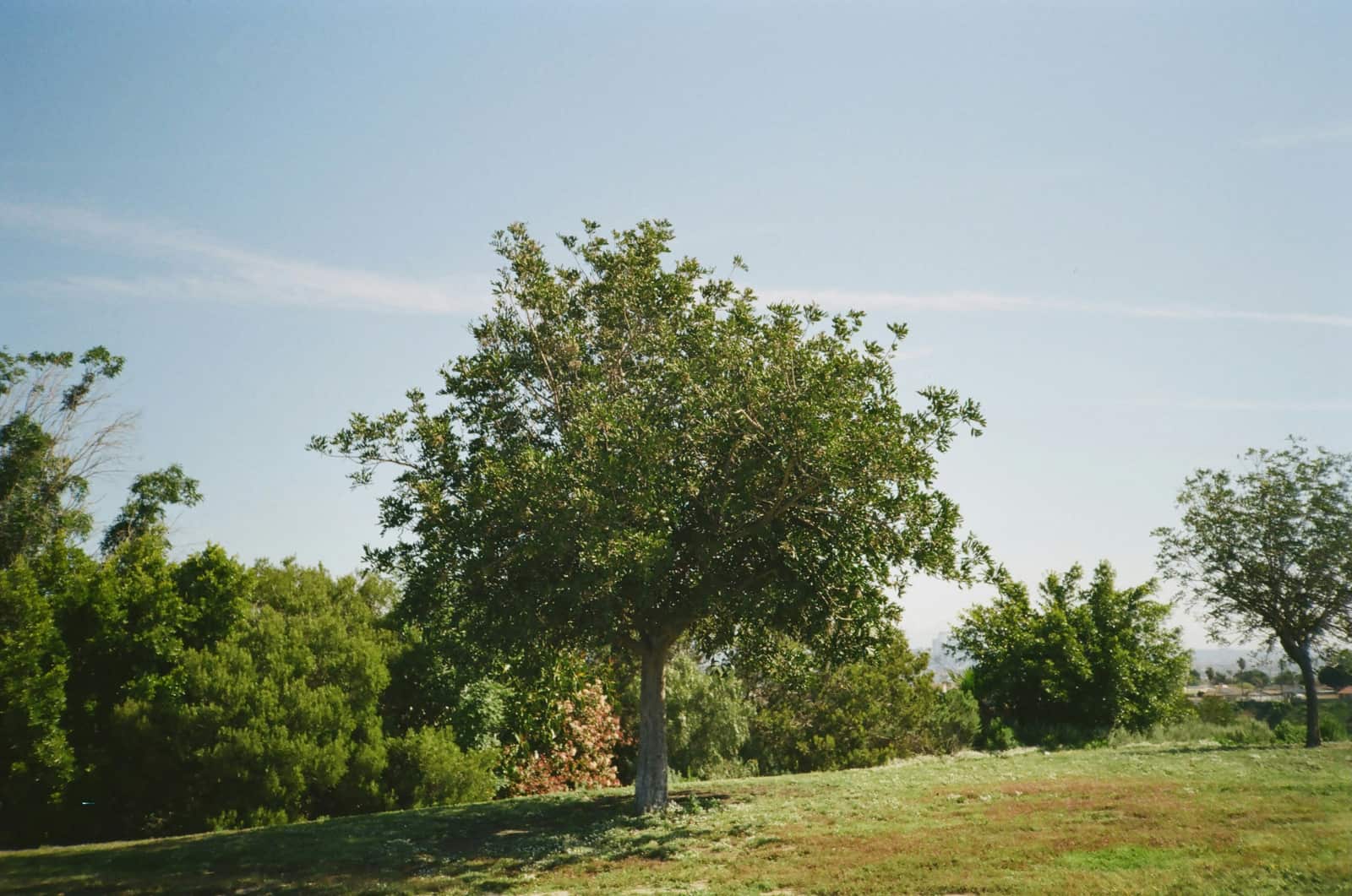 Full-service landscaping in Fort Mill SC