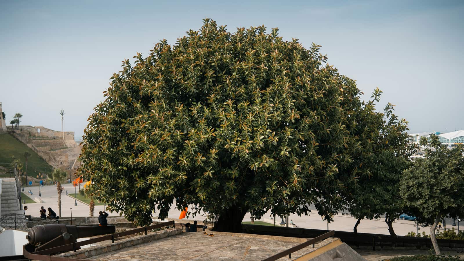 Tree care and maintenance services