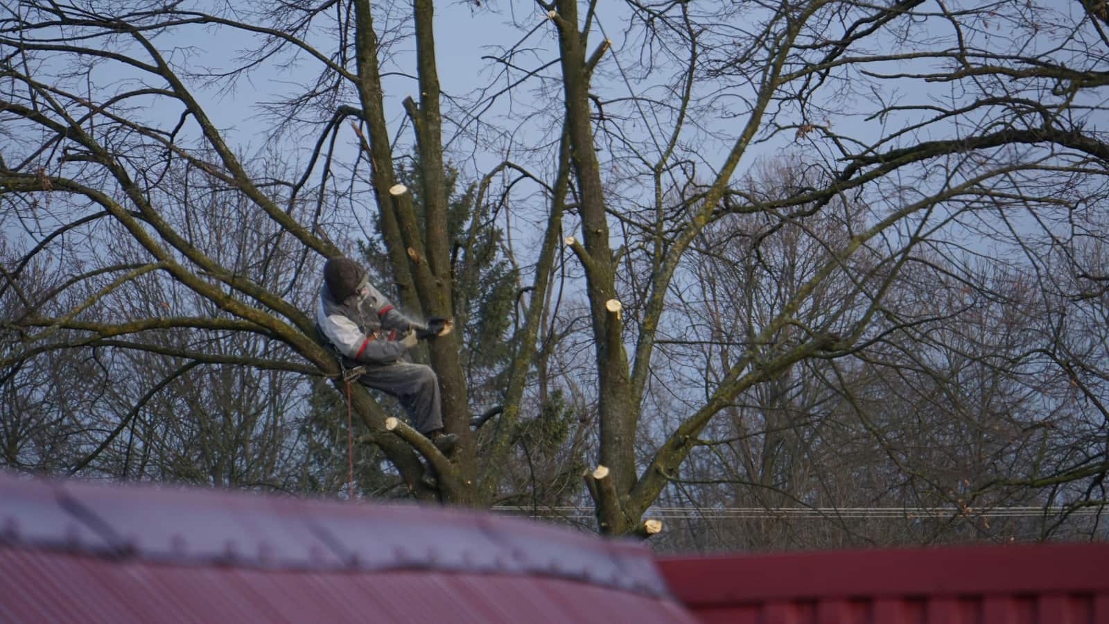 Professional tree pruning and trimming