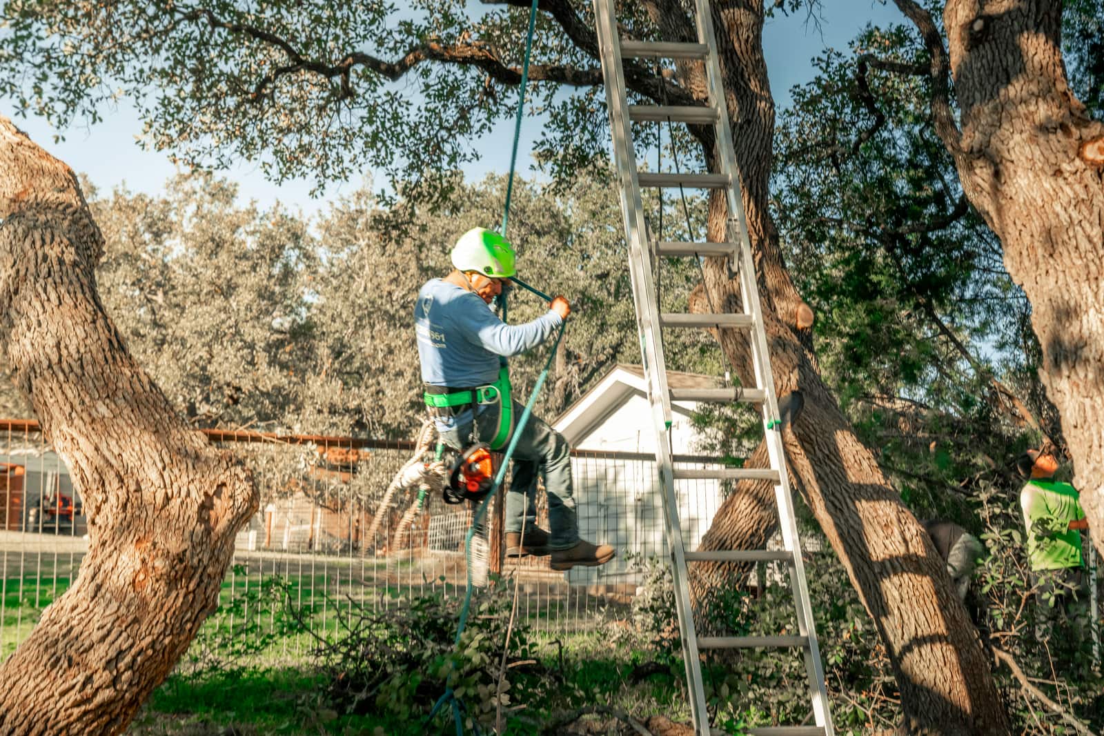 Tree removal by Southeastern Tree